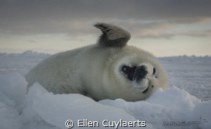 Harp seal pup on the ice by Ellen Cuylaerts 